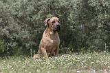 CANE CORSO 066